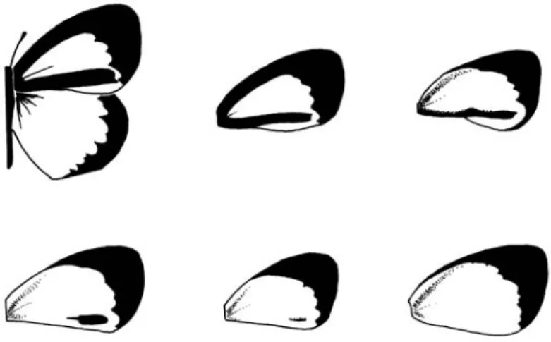 Fig. 1 — Dorsal view of male forewing phenotypes. Class I (top, left) to class VI (bottom, right) morphs.