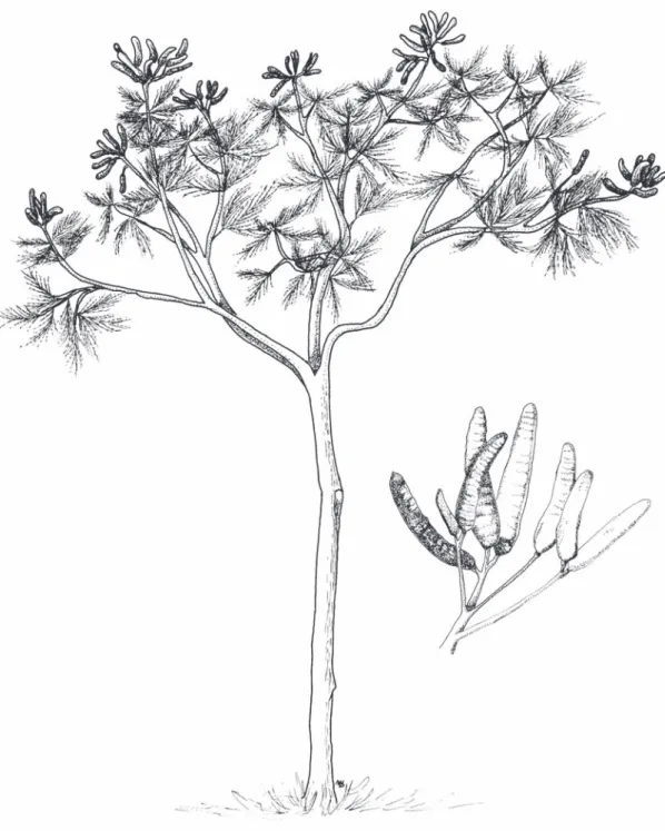 Fig. 1 — Reproductive individual of Dimorphandra mollis in detail, ripe (dark) and unripe (clear) fruits.