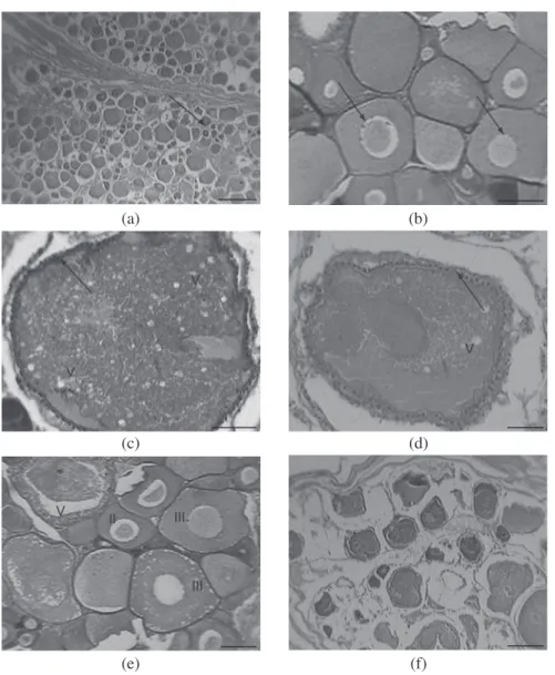 Fig. 2 — Histological sections showing the ovarian development of Symphysodon discus a) Ovary in the immature stage,  showing young germ cells (arrow) (scale bar 100 µm); b) Oocytes in the immature stage, with multiple nucleoli within the  nucleus (arrow) 
