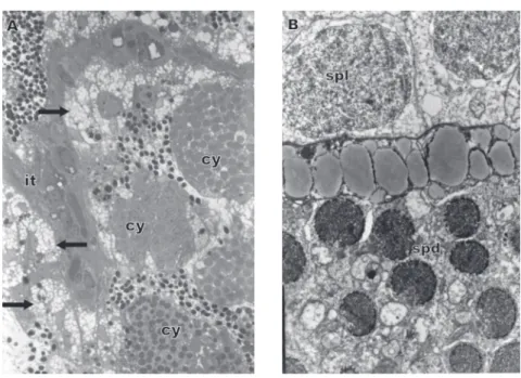 Fig. 2 — A. LM of a Stage II testis showing the Sertoli cells replete with lipid droplets (arrows) and several stages of spermatoge- spermatoge-nic cysts (cy)