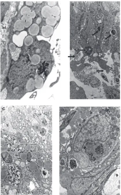 Fig. 4 — Testes in Stage IV. A. Myelinic bodies (mb) in the Sertoli cytoplasm, signalizing auto- or heterophagy