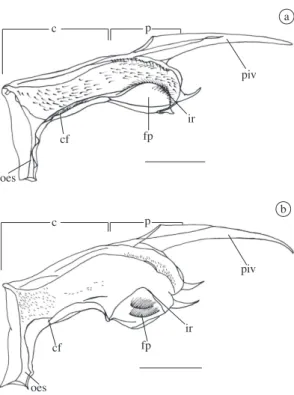 Figure  1. Litopenaeus  vannamei, Foregut of larvae in lat- lat-eral view (right side)