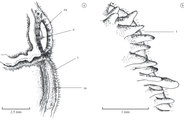 Figure 4. Diplodon rhombeus fontainianus. a) Detailed view of the inhalant and exhalant apertures