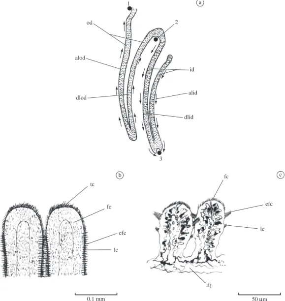 Figure  8.  Diplodon  r.  fontainianus.  a) Vertical  schematic  section  through  ctenidium  to  show  beating  direction  of  frontal  cilia