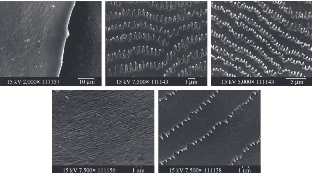 Figure 1. a) Surface of a dorsal scale of Atractus pantostictus, showing a border without apparent microstructures, magni- magni-fied 2,000×; b) Surface of a lateral scale of Sibynomorphus mikani (terricolous), showing the spinules in rows and micropits  o