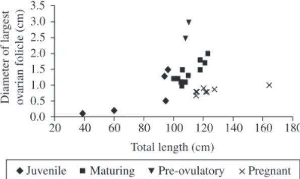 Figure  10.  Correlation  between  total  length  and  clasper  length in male blacknose sharks caught by the Sinuelo  re-search vessel along the coast of Pernambuco.