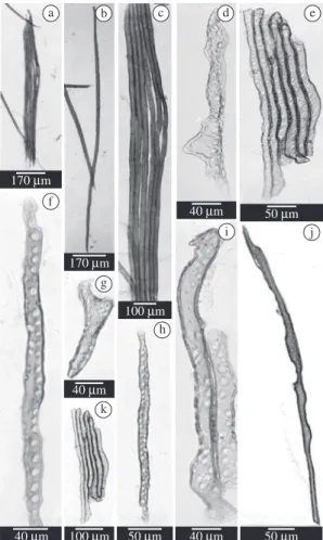 Figure 1. Differences between tracheids of last growth layer  of Podocarpus lambertii Klotzsch ex Endl.