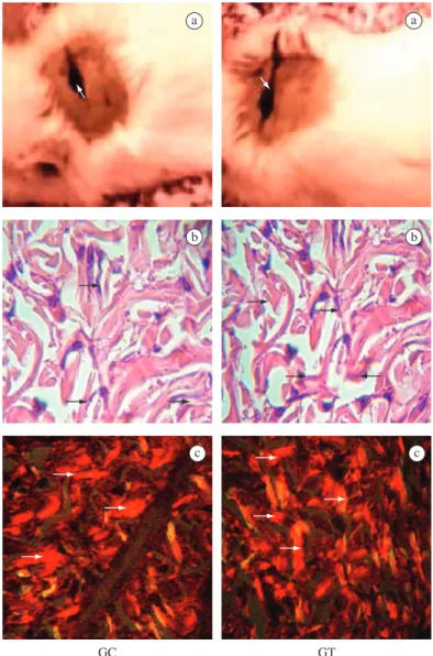 Figure 1. a) Clinical and b and c) histological findings in rat skin wounds on the 3rd day of the experiment
