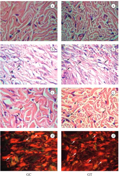 Figure 2. Histological findings in rat skin wounds on the 7 th  day of the experiment