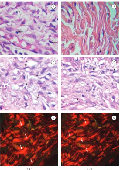 Figure 3. Histological findings in rat skin wounds on the 14 th  day of the experiment