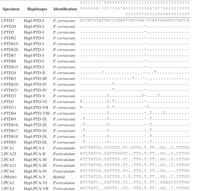 Table  2.  Nucleotide  polymorphisms  (41  sites)  in  the  hypervariable  sequence  (~360  bp)  of  the  mtDNA  control  region  ( D-loop)  in  Pseudoplatystoma populations
