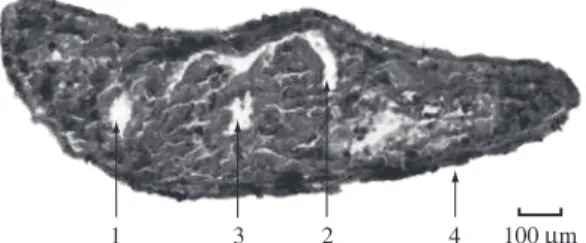 Figure 2. Body fragment for the control group: cavity bowel  lumen (1), part of the pharynx cavity (2), pharynx lumen (3),  epidermis containing rhabdites and glands (4).