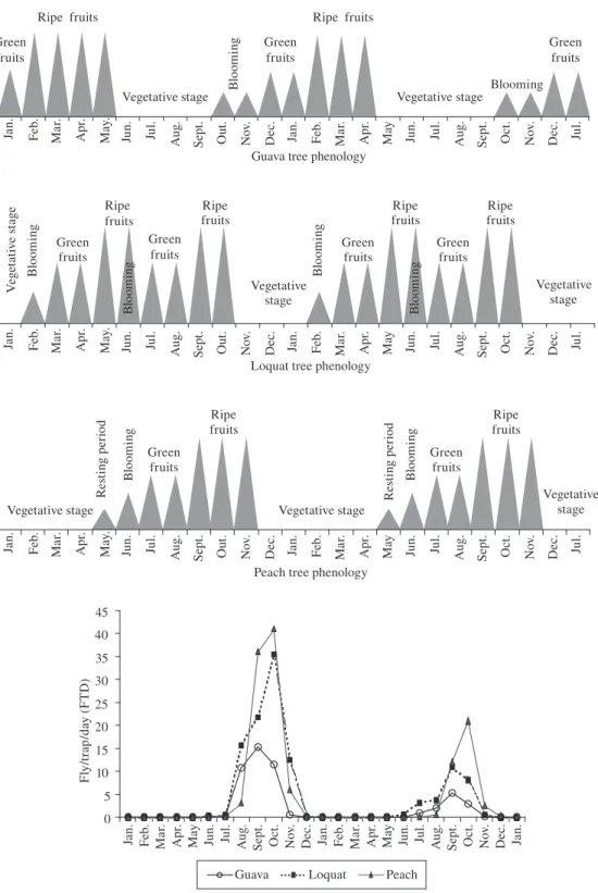 Figure  3.  Guava, loquat, and peach tree phenology, and Ceratitis  capitata population fluctuation in three orchards from  January/2002 to January/2004, in Monte Alegre do Sul, SP, January/2002 to January/2004.