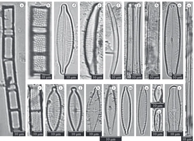 Figure  3.  The  most  frequently  occurring  diatom  species.  a) Aulacoseira  ambigua  (Grunow)  Simonsen,  b)  and  c)  Aula- Aula-coseira granulata (Ehrenberg) Simonsen, d)  Cymbopleura naviculiformis (Auerswald) Krammer, e) and f) Eunotia  bilu-naris 