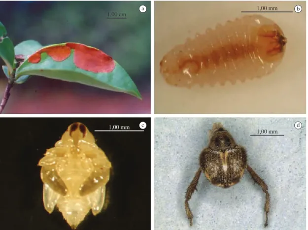Figure 1. Mine of Tachygonus erythroxyli with the three bubbles of different sizes in which larvae of the 1st, 2 nd  and 3 rd instars developed from the base toward the apex (a); third instar larva (b); pupa (c); adult of T