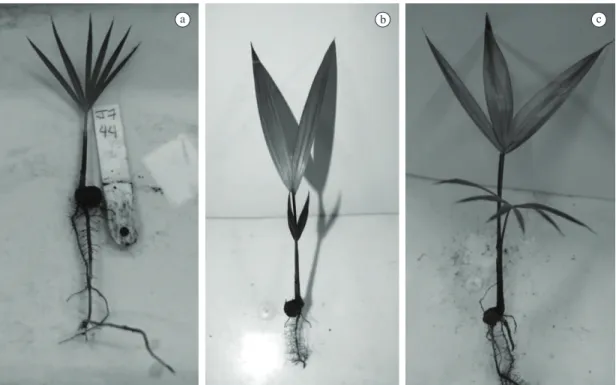 Figure 1. Seedling  leafs  of  (a) E. edulis,  (b) E. oleracea  and  (c)  hybrids  between  E
