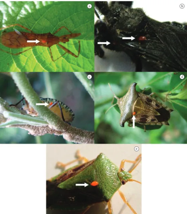 Figure 2. (1-5). Heteroptera species hosting the erythraeid mite Leptus sp. (indicated by the white arrow)