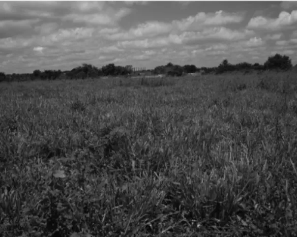 Figure 2 - Partial view of the pasture area.