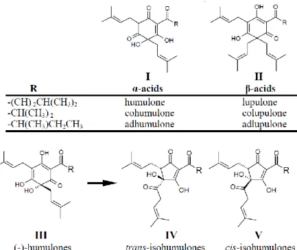 Figura 6 – Estrutura química dos ácidos do lúpulo e das conformações de um dos seus  isómeros