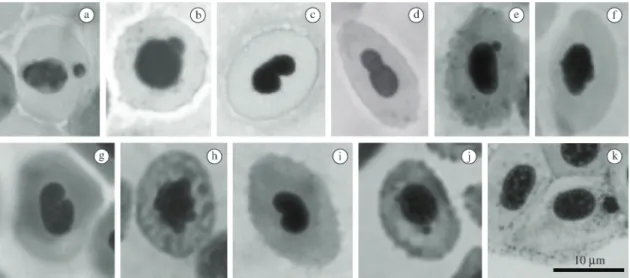 Figure  1. Photomicrographs  of  MN  and  NA  in  erythrocytes  from  the  analyzed  species