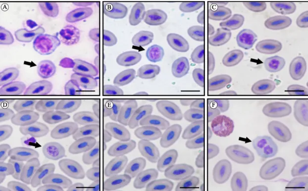 Figure 1. Blood smears from rheas, Rhea  Americana showing erythrocytes, stained by the Fast Panotic method