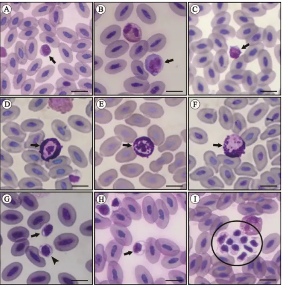 Figure 3. Blood smears from rheas, Rhea  americana  stained  by  the  Fast  Panotic  method