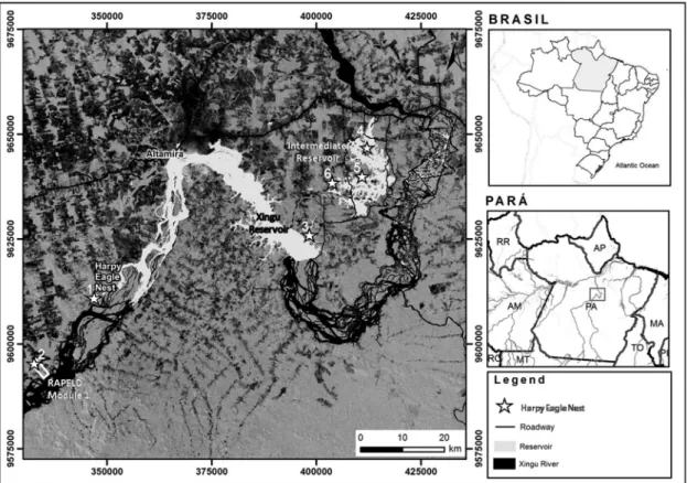 Figure 1.   The  six  Harpy  Eagle  nests  (white  star)  on  the  left  bank  with  surrounding  matrix  (darker  gray  color  represent  non-forested areas) and the region of the future reservoirs (Xingu and Intermediate) of the Belo Monte Hydroelectric 