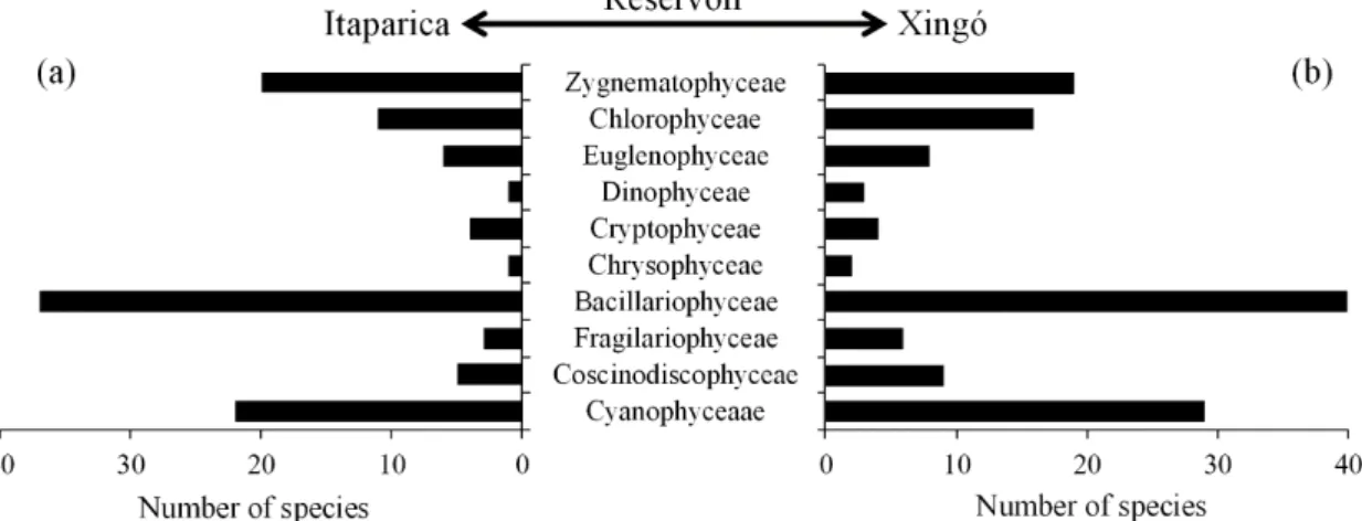 Figure 2.  Species richness of phytoplankton in the (a) Itaparica and (b) Xingó Reservoirs, São Francisco River, Brazil,  between December 2007 and September 2008.