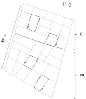Figure  1.  Sampling  area,  showing  the  subareas  cut  (C)  and  not  cut  (NC),  in  organic  irrigated  rice  field  under  organic management at Águas Claras, Viamão, RS, Brasil