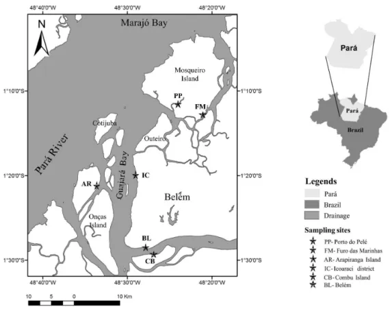 Figure 1. Macrobrachium surinamicum sampling sites in Guajará Bay and Mosqueiro Island, north of Brazil.
