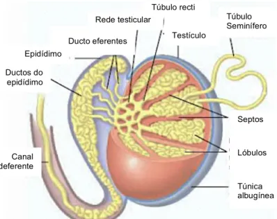 Fig. 1 - Esquema da anatomia do testículo com corte de uma secção para análise das estruturas  interiores