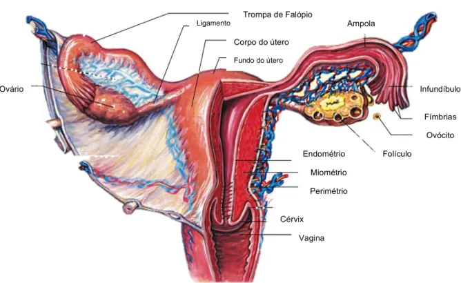 Fig. 5 - Representação esquemática dos órgãos reprodutores femininos, nomeadamente do útero, trompas de Falópio e  ovários, juntamente com as estruturas que os constituem