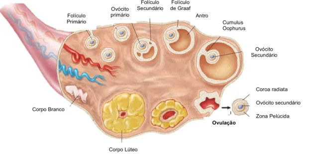 Fig. 6 - Representação esquemática do desenvolvimento folicular e ovocitário, no interior do ovário