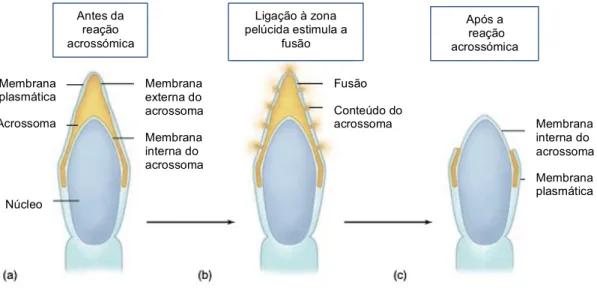 Fig.  8  -  Reação  acrossómica.  (a)  Acrossoma,  vesícula  que  contém  enzimas  necessárias  à  fertilização,  reveste  o  núcleo do espermatozoide