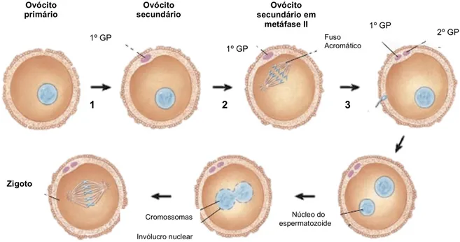 Fig. 9 - Processo de fertilização e alterações no ovócito durante esse processo. 1 – primeira divisão meiótica; 2 – Ovulação; 3 –  fertilização