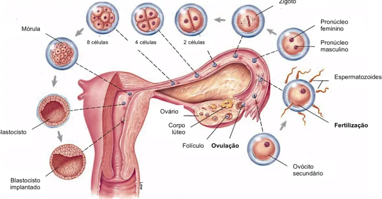 Fig. 10 - Representação dos principais eventos de maturação folicular, fertilização, clivagem e formação do blastocisto