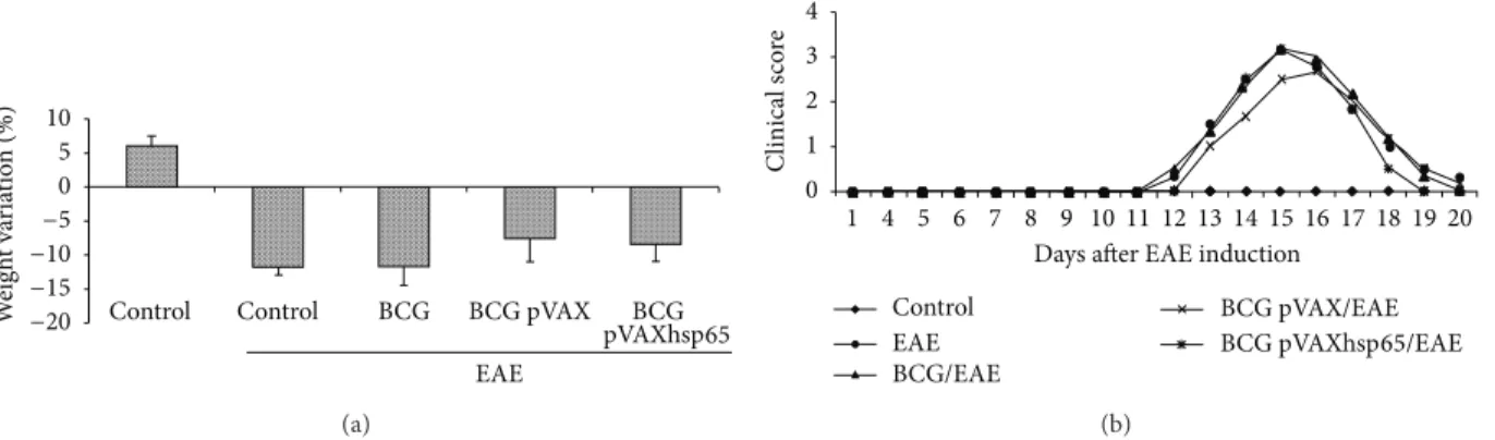 Figure 1: Efect of previous immunization with BCG and BCG/pVAXhsp65 in clinical EAE development