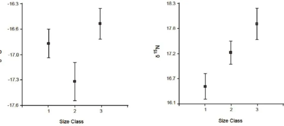 Figure 4. Mean δ 13 C and δ 15 N values   of muscle of striped weakfish Cynoscion guatucupa at different size classes (Class 1 to 3)  from the south SWACE.