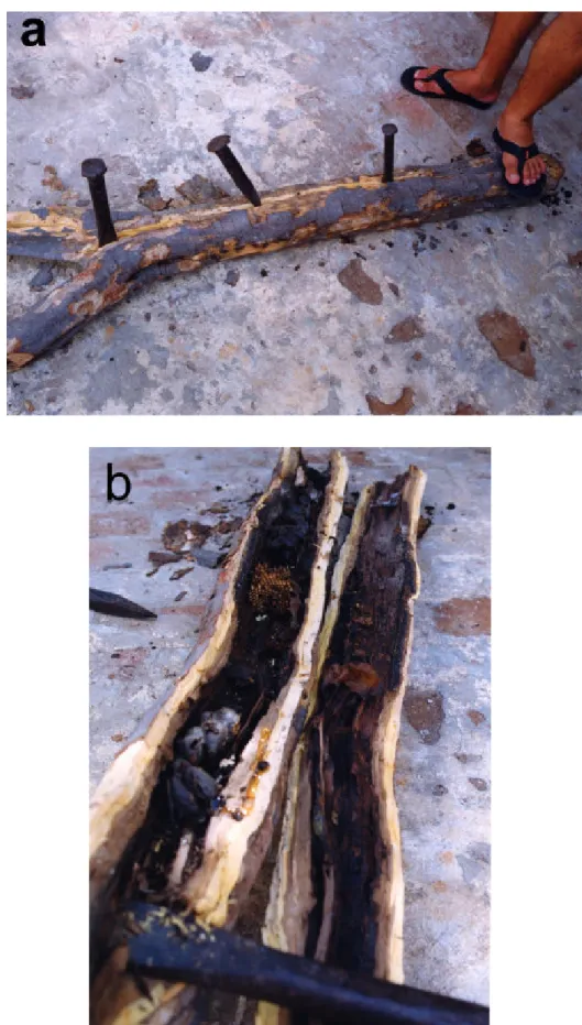Figure 3. Opening a Caesalpinia pyramidalis trunk (a) with a nest of Melipona subnitida (b).