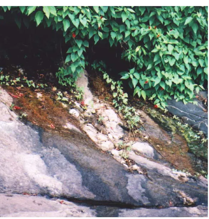 Figure 1- Habitat of reproduction of Thoropa miliaris, note the wet stripes (darker rock surface) formed by a film of water that flows from beneath the plants