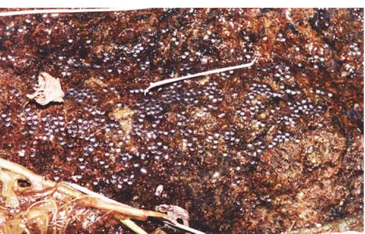 Figure 2- Detail of a portion of an egg mass of Thoropa miliaris, note that the eggs are in a single layer, adhered to the rock and either in contact with each other or isolated