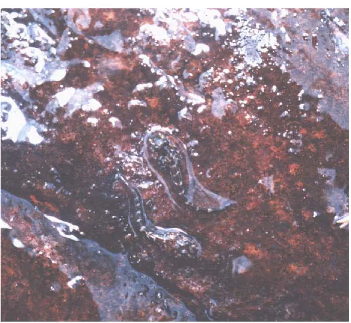 Figure 5. Two tadpoles of Thoropa miliaris in a film of water that flows over a rock surface