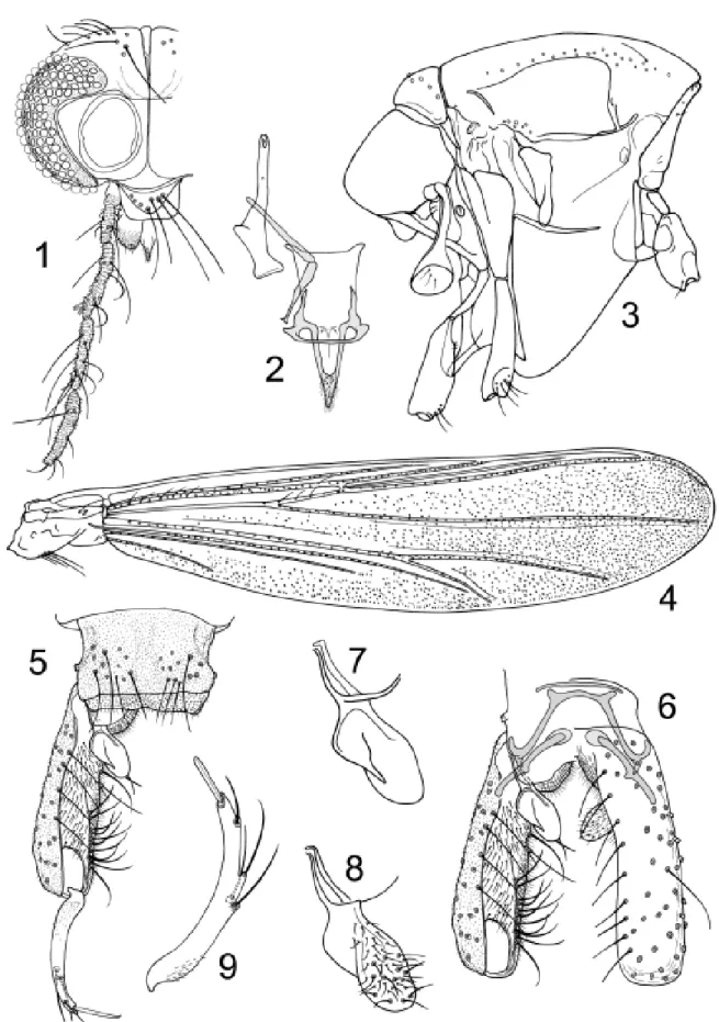 Figs 1-9. Irisobrillia longicosta Oliver, 1985, male imago from Brazil. 1, head; 2, tentorium, stipes and cibarial pump; 3, thorax; 4, wing; 5, tergite IX and dorsal aspect of left gonocoxite and gonostylus; 6, hypopygium with tergite IX and anal point rem