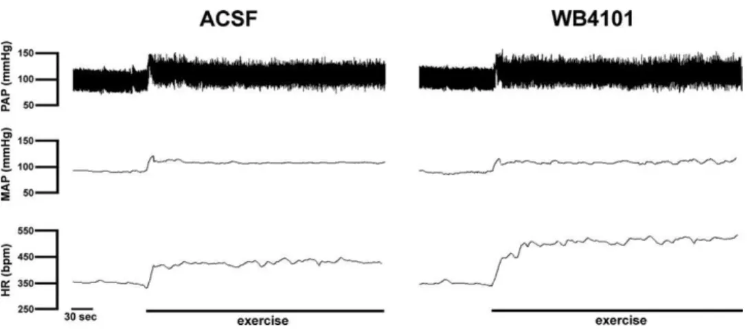 Fig. 5. Time-course of changes in mean arterial pressure (⌬ MAP) and heart rate (⌬ HR) during dynamic exercise on the treadmill (0.8 km/h for 6 min) in rats that had received bilateral microinjection of vehicle (ACSF, Œ, n⫽7) or the selective ␣ 2 -adrenoce