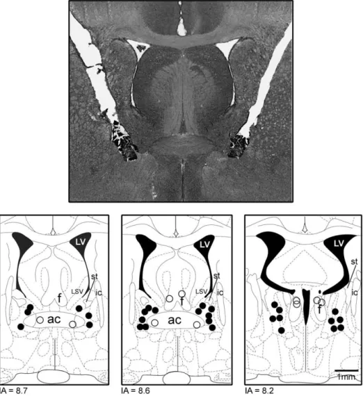 Fig. 1. Photomicrograph of a coronal brain section from one representative rat showing bilateral injection sites in the BNST