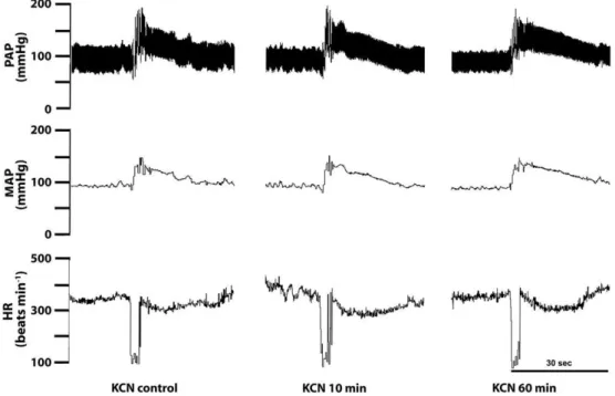 Fig. 3. Changes in mean arterial pressure (MAP, mmHg, panel A) and heart rate (HR, bpm, panel B) in response to chemoreﬂex activation with KCN (40 μg/0.1 mL/rat; iv.) before (control), 10 and 60 min after bilateral microinjections of CoCl 2 (1 mM, black ci