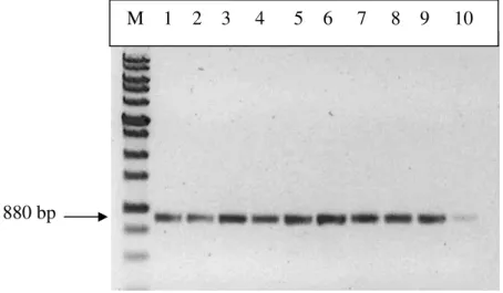 Figura 1. Amplificação por PCR da  mtCOI (∼ 880nt) de amostras de mosca-branca coletadas  no  Estado  de  São  Paulo  em  diferentes  culturas