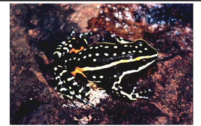 Figure 1. Adult male Epipedobates flavopictus. Municipality of Caldas Novas, Goiás, Brazil.