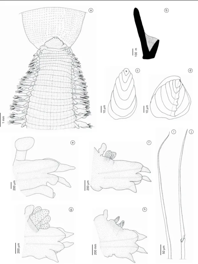 Figure 2. Glycera boeggemanni n. sp.:  a) anterior region (paratype), dorsal view, proboscis partially evaginated; b) aileron (holotype); proboscideal  papillae  in posterior view (paratype): c) type 1; d) type 2; e) parapodium 10