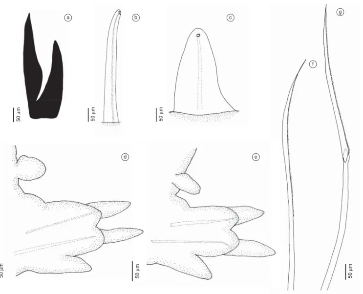 Figura 12. Glycera oxycephala: a) papilas proboscideais; e b) tipo 2 (à esquerda) e tipo 1 (à direita), vista posterior.